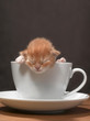 Foto: kitten kitten