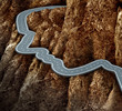 Risk Strategy