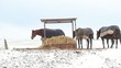 Horses eating straw under a shelter in the snow