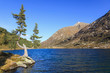 Photo: Old pine tree Old pine tree