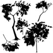 Tree Silhouette