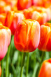 Photo: tulipani arancio tulipani arancio