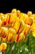 Photo: tulipani rosso gialli tulipani rosso gialli