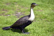 Foto: Great Cormorant on grass Great Cormorant on grass