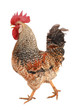 rooster