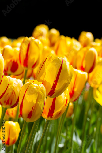 Photo: tulipani rosso gialli tulipani rosso gialli