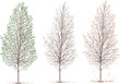birch