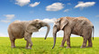 African elephants