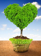 Photo: Tree in the shape heart growing in the pot Tree in the shape heart growing in the pot