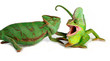 canvas print picture - Chamaeleo calyptratus