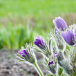 Pasque flower in a sunny day in early spring