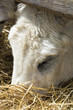 Calf eating hay