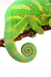 Chamaeleo calyptratus