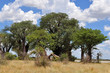 famous Baines baobab trees