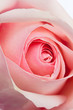 Pink Rose