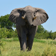 elephant attack