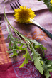 Foto: Rucola Rucola