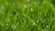 Green Grass with Dew Drops