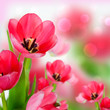 Foto: Tulpen in Rot Tulpen in Rot