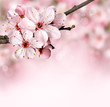 Spring border background with pink blossom