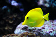 Tropical yellow tang on a coral reef