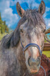 cavallo di campagna