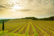 Chianti, vineyard, trees and farm on sunset. Tuscany, Italy