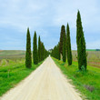 Tuscany, Cypress Trees white road landscape, Italy, Europe.