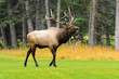 Photo: Rocky Mountain Elk Rocky Mountain Elk