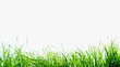 Grass