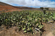 Cactus field on a cloudy sky