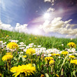 Foto: Gänseblümchen und Löwenzahn an schönem Sommertag Gänseblümchen und Löwenzahn an schönem Sommertag