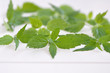 Brennessel, Urtica