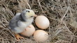 Baby Chicken Chirping In Nest
