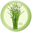 Garlic or Chinese Chives Herb Icon, Asian cuisine, white flowers