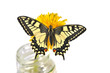 Swallowtail butterfly (Papilio machaon male)