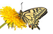 Swallowtail butterfly (Papilio machaon male)