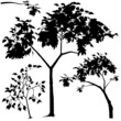 Tree Silhouette