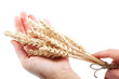 Ears of wheat in female hands isolated on the white background.