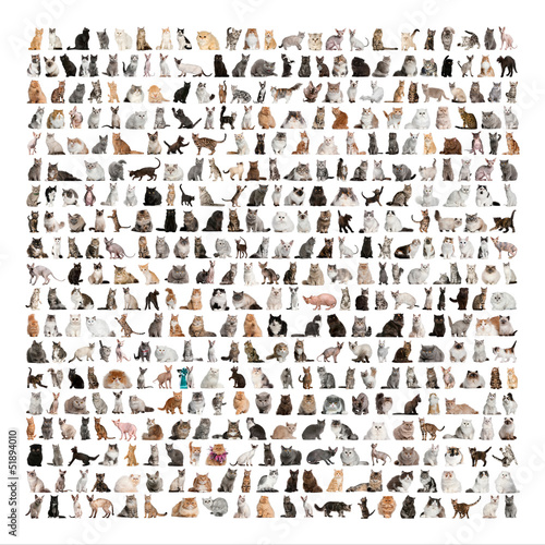 Photo: Large group of 471 cats breeds in front of a white background Large group of 471 cats breeds in front of a white background