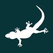 Lizard