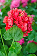 Géranium