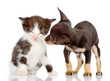  puppy looks at a kitten. Isolated on a white 