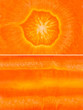 carrot close up