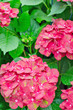Hortensia rose