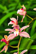 Orchidée