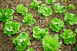 Fresh lettuce