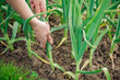 Picking garlic plant