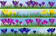 Floral banners with crocuses