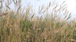Background of green grass on the wind